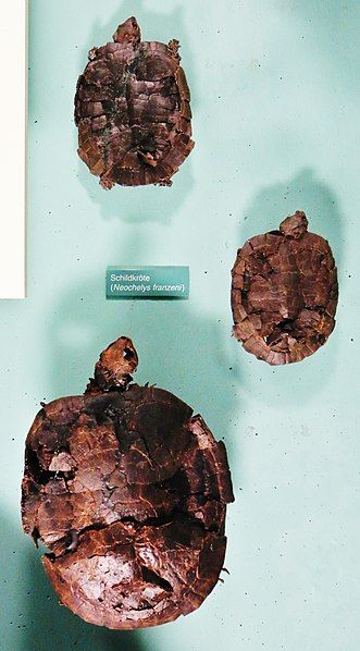 File:Neochelys franzeni 567.jpg