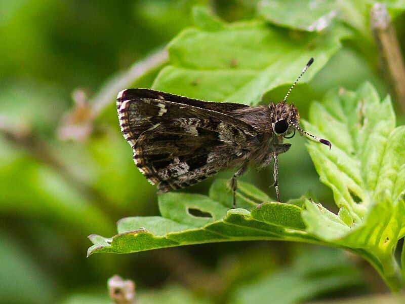 File:Nysa roadside-skipper.jpg