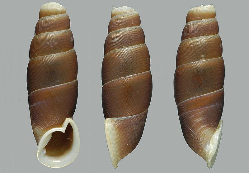 File:Oospira duci shell.jpg