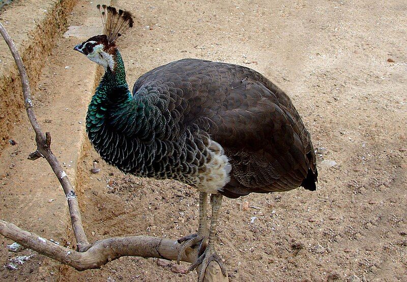 File:Peahen.jpg