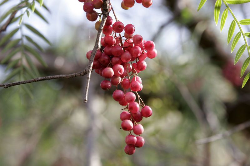 File:Peppercorns.jpg