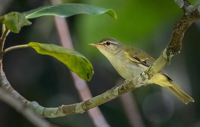 File:Philippine Leaf Warbler.jpg