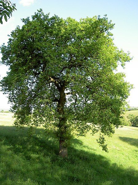 File:Quercus robur 'Pendula'.JPG