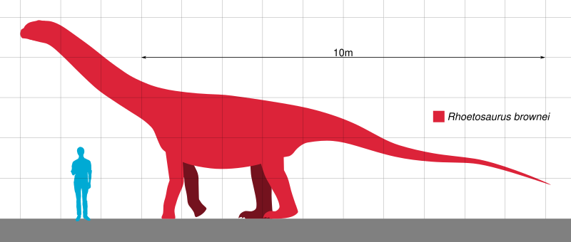 File:Rhoetosaurus Scale.svg