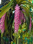 Flowers of Rhynchostylis retusa