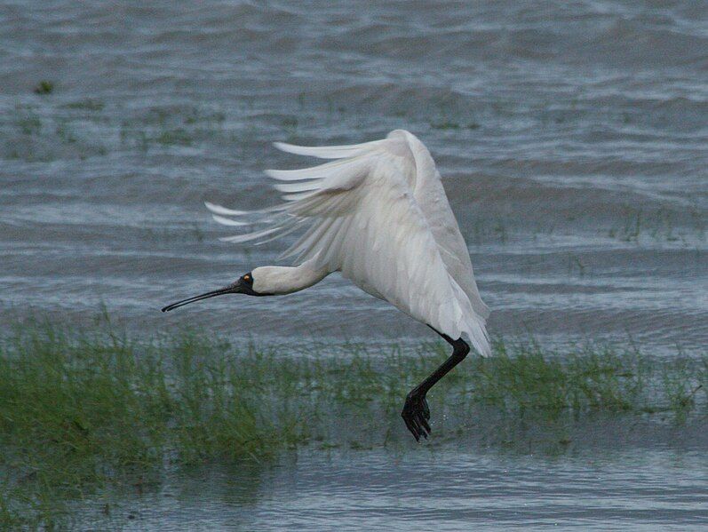 File:Royal Spoonbill RWD3.jpg