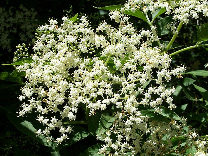 File:Sambucus nigra 003.jpg