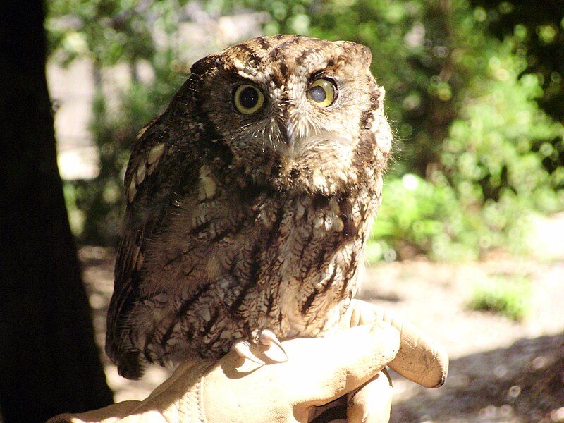 File:Screech owl.jpg