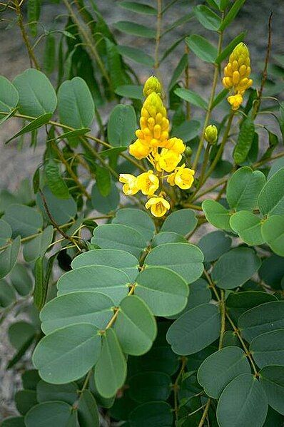 File:Senna magnifolia.jpg