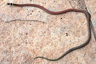 Dorsal view