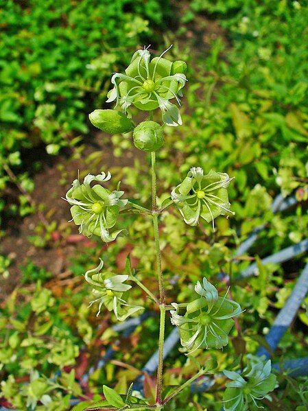 File:Silene baccifera 002.jpg