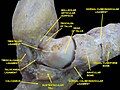 Ankle joint.Deep section.