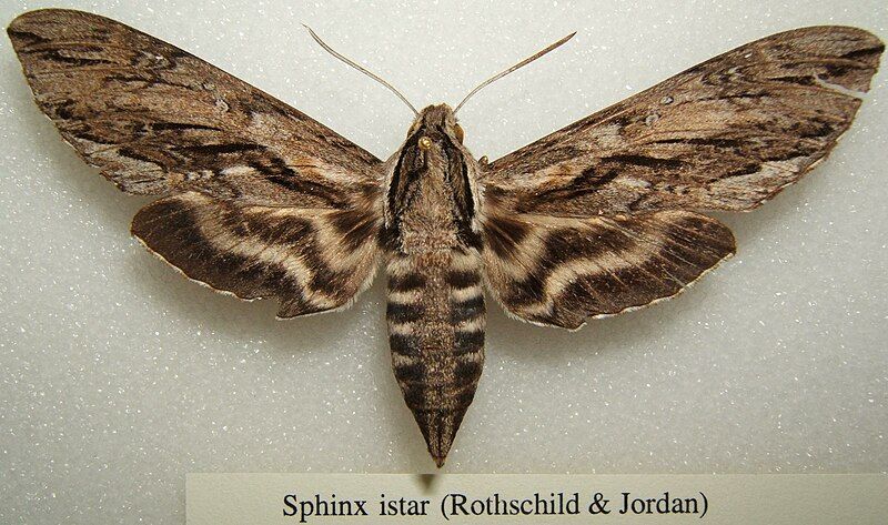 File:Sphinx istar sjh.JPG