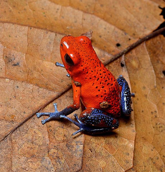 File:Strawberry dart frog.jpg