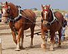 Suffolk Punch horses