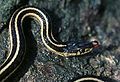 Image 1A red-sided garter snake (from Narcisse Snake Dens)