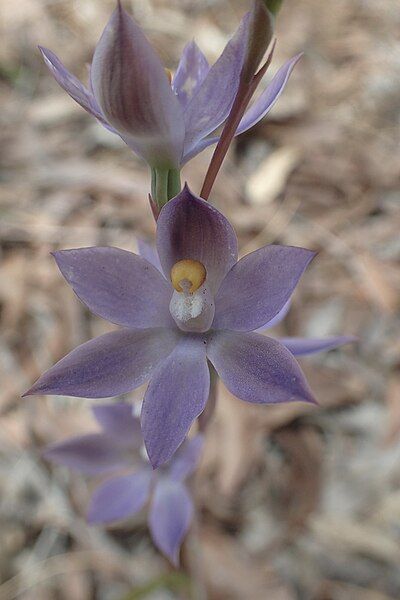 File:Thelymitra graminea close.jpg