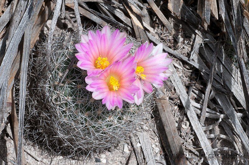 File:Turbinicarpus beguinii .jpg