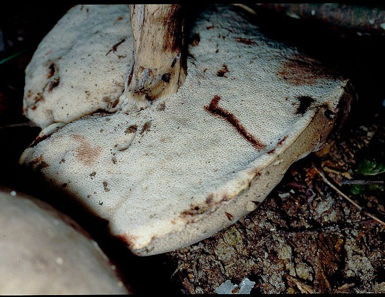 File:Tylopilus atronicotianus 46951.jpg