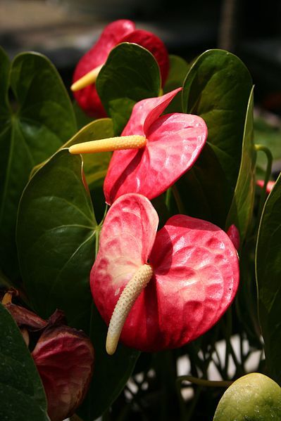 File:Unidentified red flower.jpg