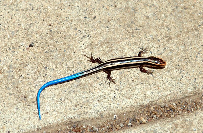 File:Western skink.jpg