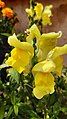 Yellow snapdragon flower