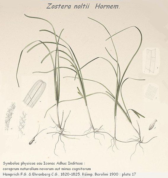 File:Zostera noltii.jpg