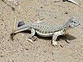 AB014 Juvenile Uromastyx