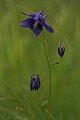 Thalictroideae: Aquilegia vulgaris