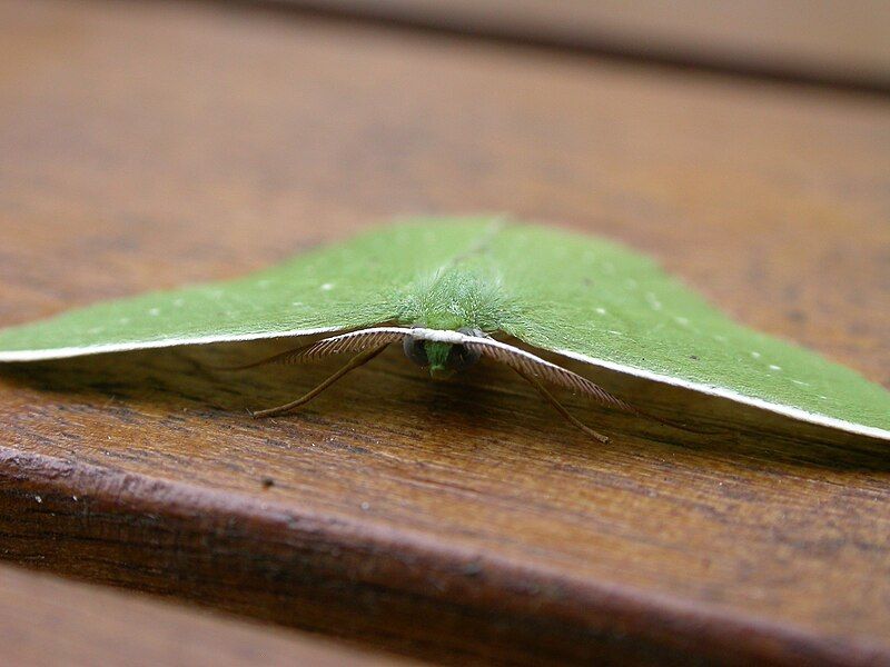 File:Albinospila floresaria1.jpg