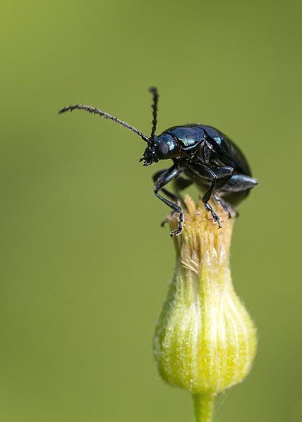 File:Alder flea beetle.jpg