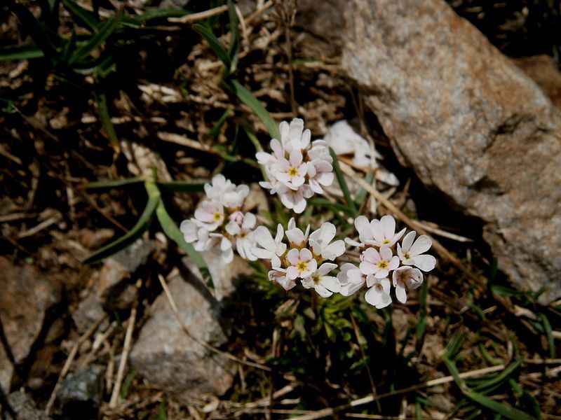 File:Androsace carnea 001.jpg