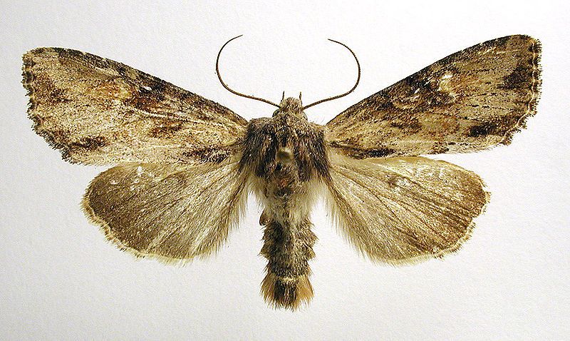 File:Apamea crenata.jpg