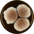 Aspergillus lacticoffeatus growing on MEAOX plate