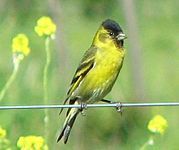 Black-chinned siskin