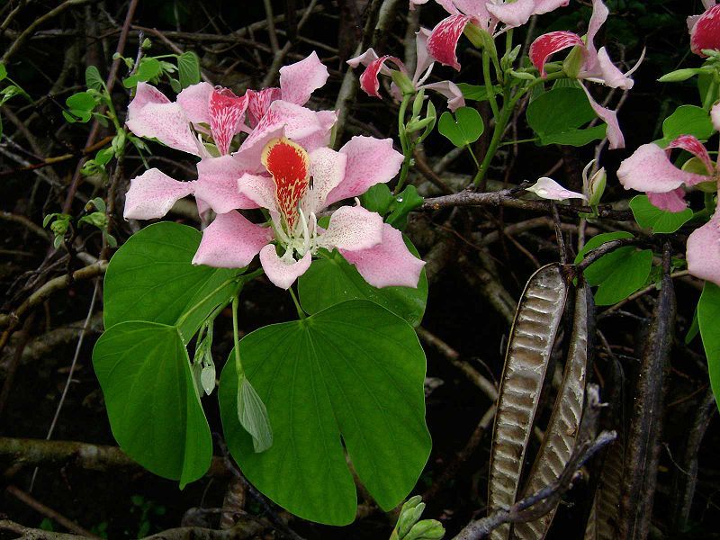 File:Bauhinia monandra.jpg