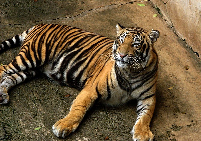 File:Bengal Tiger.jpg