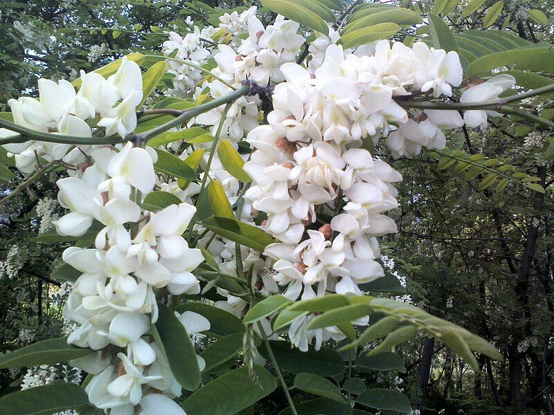 File:Black Locust.jpg