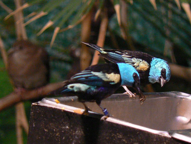 File:Blue-necked Tanagers, eating.jpg