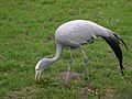 Blue crane