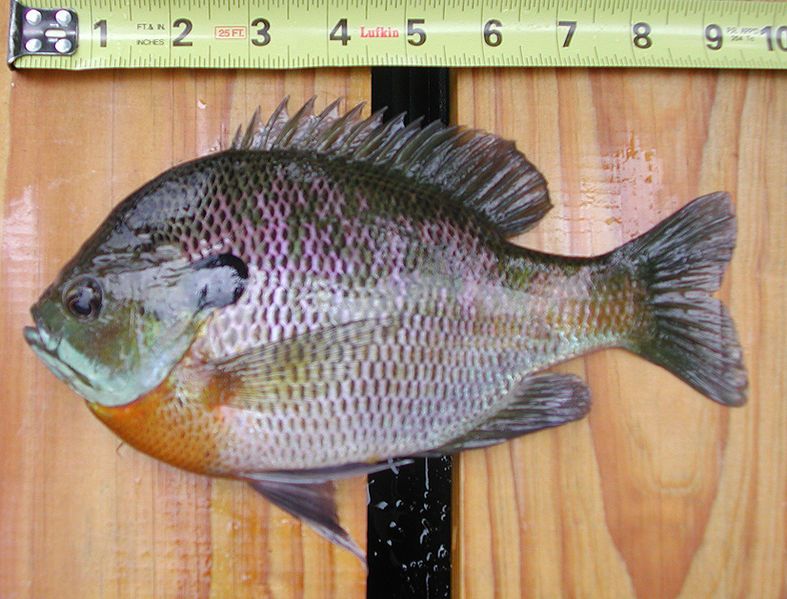 File:Bluegill sc.jpg