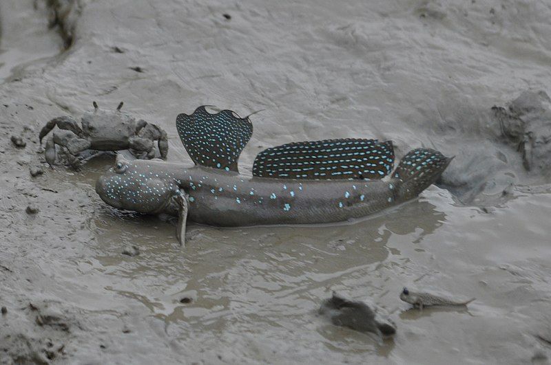 File:Bluespotted mud hopper.jpg