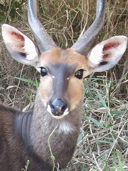 File:Bushbuck(1).jpg