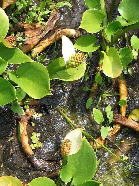 File:Calla palustris01.jpg