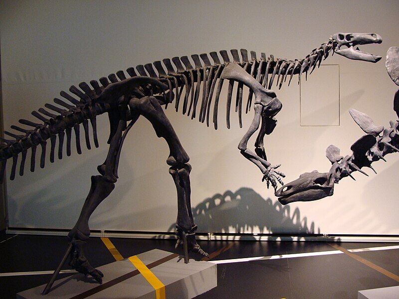 File:Camptosaurus dispar 1.JPG