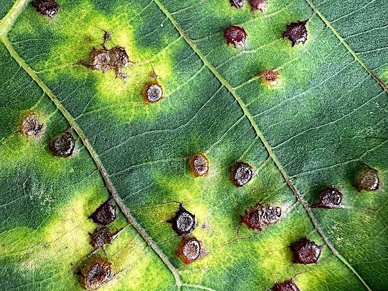 File:Caryomyia echinata-upperside galls.jpg