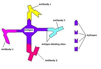 Epitope model