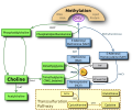 Choline metabolism