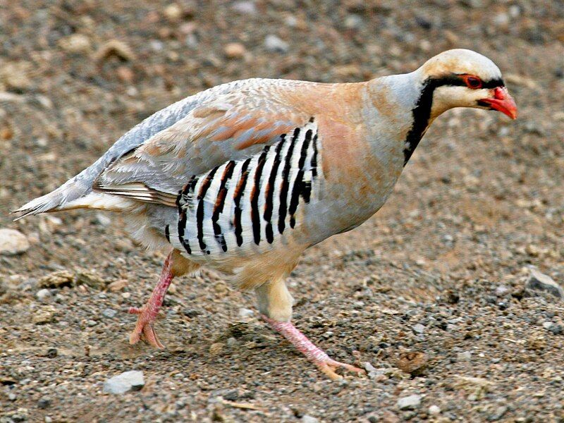 File:Chukar Partridge RWD.jpg