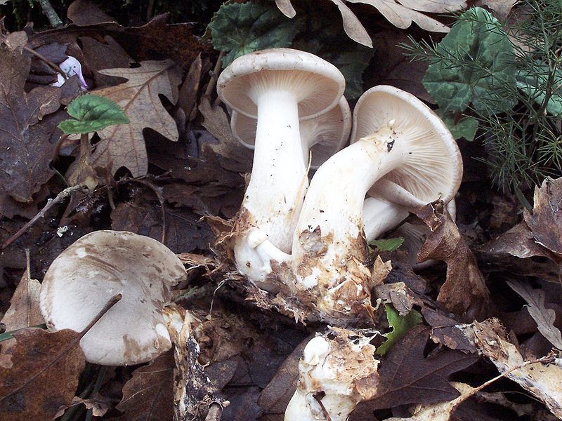 File:Clitocybe nebularis Italy.jpg